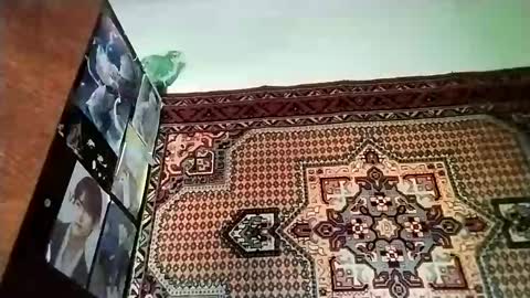 Snapshot of kikibang_ chatting on November 20, 2025, 8:14 am kikibang_ online show from November 20, 2025, 8:14 am