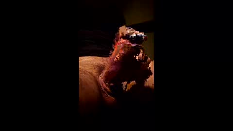 Kitkat loco online show from January 11, 2026, 8:36 pm