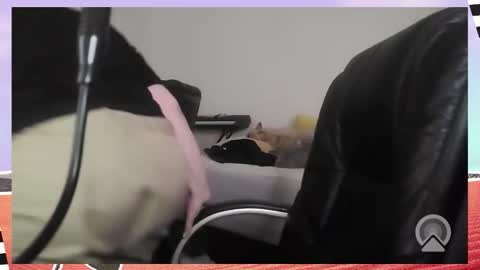 Snapshot of kittykay86 chatting on December 16, 2025, 9:36 am Bella Blue BBW online show from December 16, 2025, 9:36 am