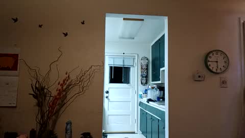 Snapshot of lacybell chatting on March 8, 2025, 11:37 am lacybell online show from March 8, 2025, 11:37 am