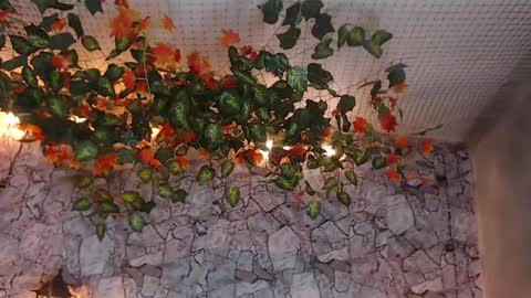 Lancelot Benwick online show from January 7, 2025, 1:38 am