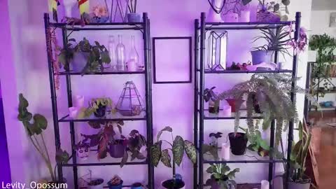 Levity online show from November 28, 2025, 11:07 pm