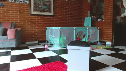 Liarouse04 online show from April 11, 2026, 1:48 pm