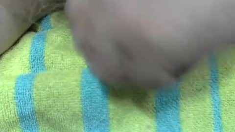 Snapshot of liltonypa chatting on January 21, 2025, 6:45 pm LilTonyPA online show from January 21, 2025, 6:45 pm