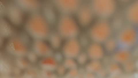 Snapshot of linapearl chatting on January 5, 2025, 9:37 am Lina Fanslymysensualworld online show from January 5, 2025, 9:37 am