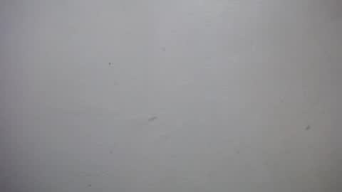 lisa_branch online show from January 7, 2026, 7:05 pm