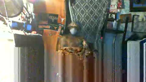 Snapshot of longloadedtx chatting on October 22, 2025, 9:42 am Mr. FogoDeChao online show from October 22, 2025, 9:42 am