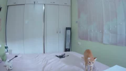 Kira online show from October 10, 2025, 10:36 am
