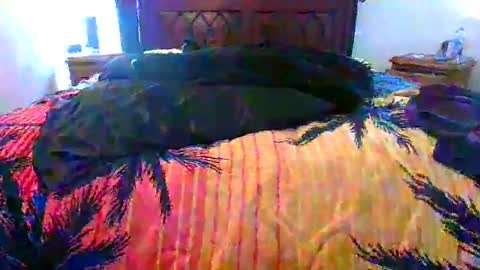 Max online show from February 17, 2026, 1:46 am