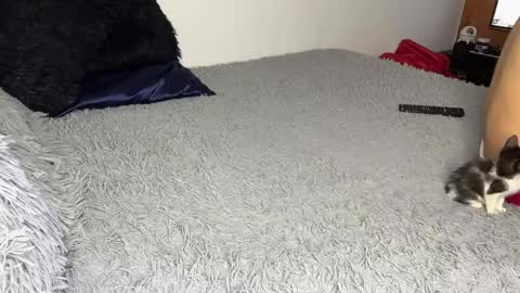 michellepetitte online show from March 20, 2026, 7:13 am