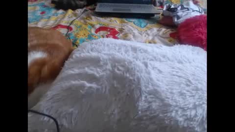 Snapshot of mollyandbra chatting on February 5, 2025, 9:29 pm Molly And Brad online show from February 5, 2025, 9:29 pm