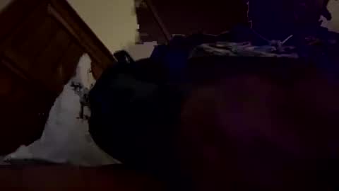 Snapshot of mpickett617 chatting on October 31, 2025, 9:43 am mpickett617 online show from October 31, 2025, 9:43 am