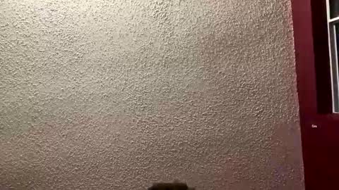 Angel online show from January 19, 2026, 1:31 am