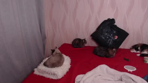 Olivia online show from December 17, 2024, 8:54 pm