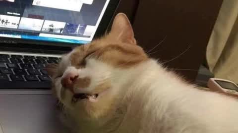 Pam online show from March 4, 2025, 5:32 am