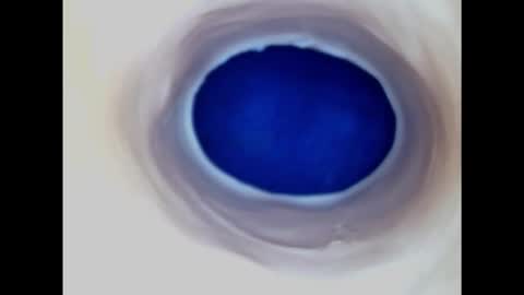 Paula 18 Aninhos online show from November 9, 2025, 7:34 pm