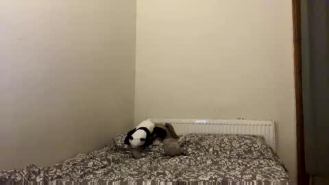 petal_lou02 online show from September 16, 2025, 11:06 pm