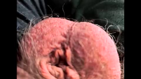 petrol63102 online show from February 26, 2026, 1:10 pm