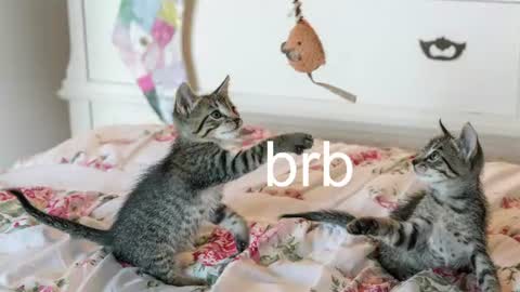 Kitty online show from July 7, 2026, 8:40 am
