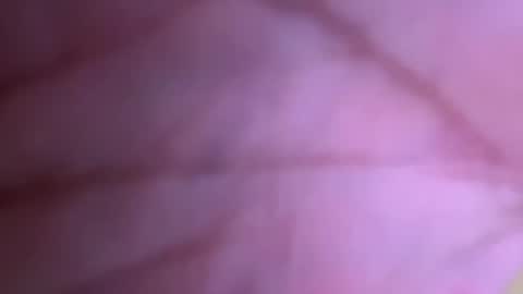 Snapshot of pistolpete9891 chatting on January 25, 2025, 8:42 pm pistolpete9891 online show from January 25, 2025, 8:42 pm