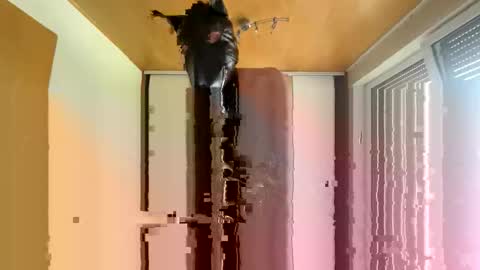 playdog123 online show from October 12, 2025, 1:21 pm