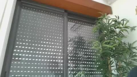 portugalerect online show from January 8, 2026, 10:17 am