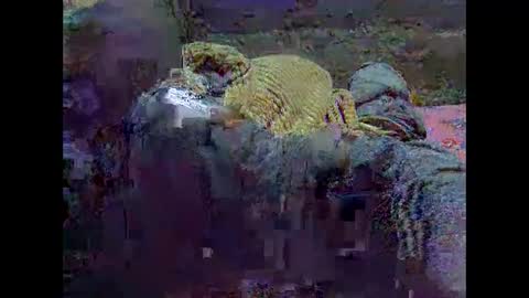 Snapshot of precious_nesh chatting on May 21, 2026, 7:15 am precious_nesh online show from May 21, 2026, 7:15 am