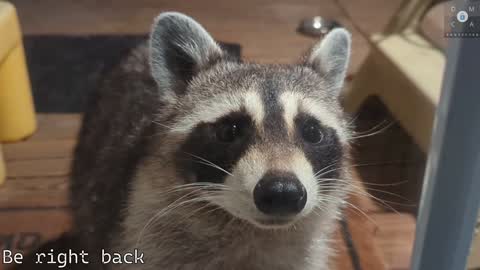 Ryan aka KeylimeRy online show from February 5, 2025, 2:37 pm