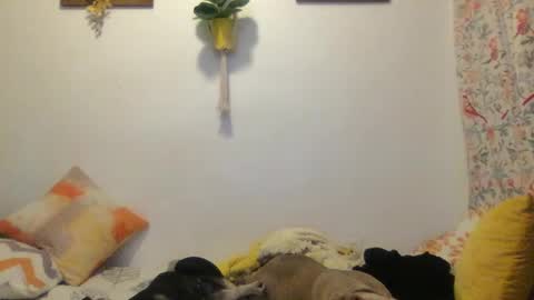 RoastingCorn online show from March 11, 2025, 3:59 am