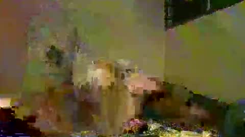 savagetonguee online show from December 5, 2025, 8:05 pm