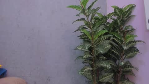 Snapshot of scarlett646 chatting on November 29, 2025, 3:09 am Scarlett 3 online show from November 29, 2025, 3:09 am