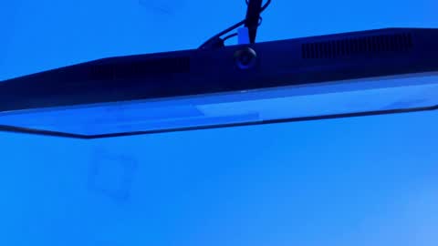 Sebastian online show from April 13, 2026, 9:31 pm