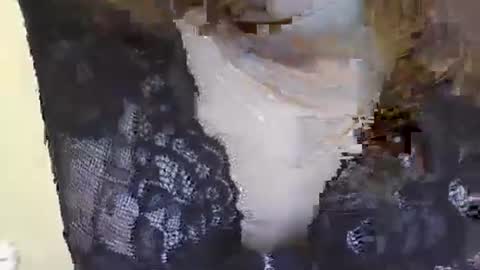 Siren online show from January 21, 2025, 2:43 am