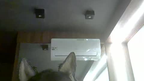 skinnykittencam online show from February 5, 2026, 10:14 pm