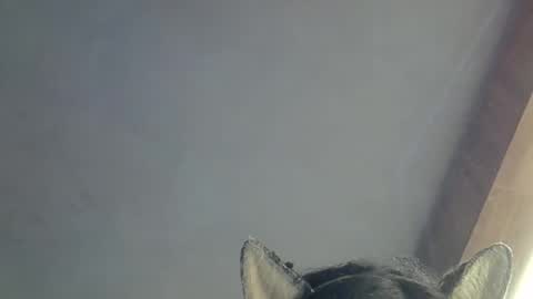 skinnykittencam online show from March 15, 2026, 9:48 am