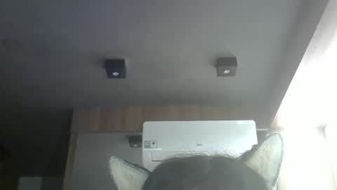 Snapshot of skinnykittencam chatting on May 16, 2026, 10:36 am skinnykittencam online show from May 16, 2026, 10:36 am