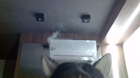 Snapshot of skinnykittencam chatting on May 20, 2026, 2:45 pm skinnykittencam online show from May 20, 2026, 2:45 pm