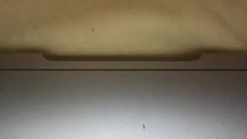 slimthick69couple online show from October 1, 2025, 4:13 pm