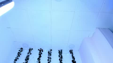 Snapshot of sophiehill_gh chatting on January 31, 2025, 1:11 am SOPH online show from January 31, 2025, 1:11 am