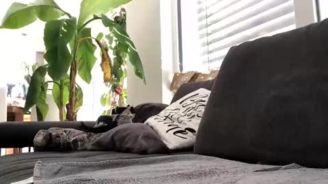 Spritzer669 online show from December 13, 2024, 12:28 pm