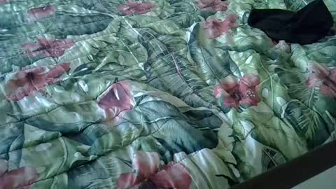 Rocco-load online show from January 15, 2025, 3:39 pm