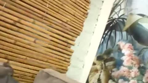 Snapshot of tacovegan4 chatting on December 5, 2025, 5:20 pm tacovegan4 online show from December 5, 2025, 5:20 pm