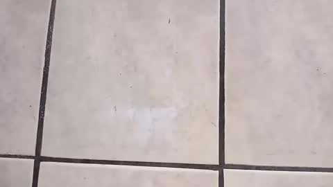 Snapshot of tall6feet7inch chatting on October 2, 2025, 9:27 am tall6feet7inch online show from October 2, 2025, 9:27 am