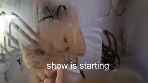 Snapshot of the_pussy_boulevard chatting on May 23, 2026, 12:05 am Anna online show from May 23, 2026, 12:05 am