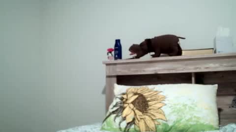 Snapshot of the_sam_ chatting on February 8, 2025, 1:54 am the_sam_ online show from February 8, 2025, 1:54 am