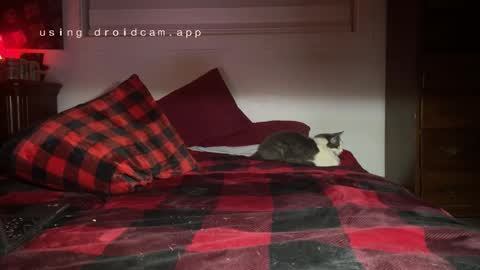 Snapshot of thecarrguyy chatting on December 3, 2024, 12:38 pm Thatcarrguyy online show from December 3, 2024, 12:38 pm