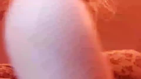 Snapshot of tretrix5588 chatting on December 31, 2024, 5:00 am tretrix5588 online show from December 31, 2024, 5:00 am