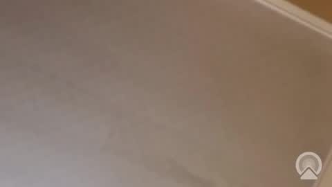 Antique-Shirt2516 online show from November 13, 2025, 12:09 am