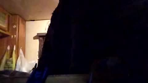 Tintilizing Excitement online show from February 1, 2025, 12:05 pm