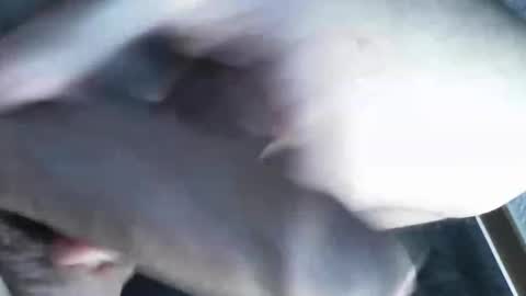 Snapshot of viktorklubb chatting on March 8, 2025, 11:39 pm online show from March 8, 2025, 11:39 pm